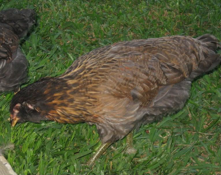 chickens036-1.jpg