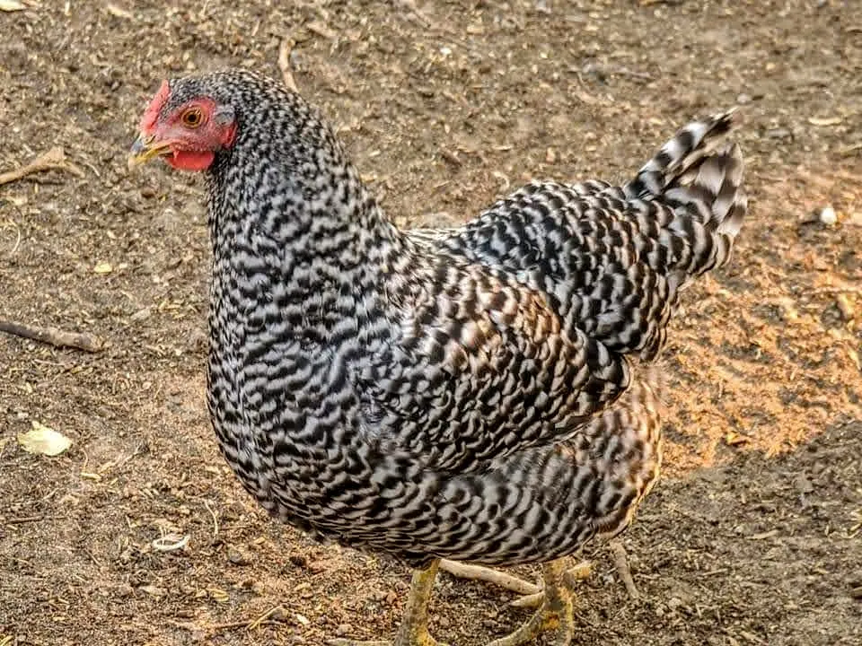 The Dominique Chicken: Everything You Need To Know About America's Oldest  Chicken Breed » Heritage Acres Market LLC