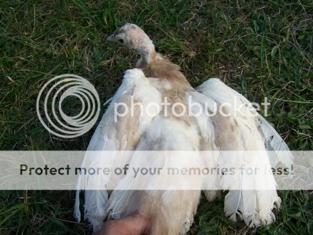 peachicks096.jpg