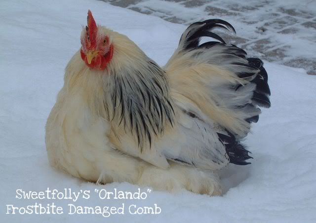 January2011Cochins005.jpg