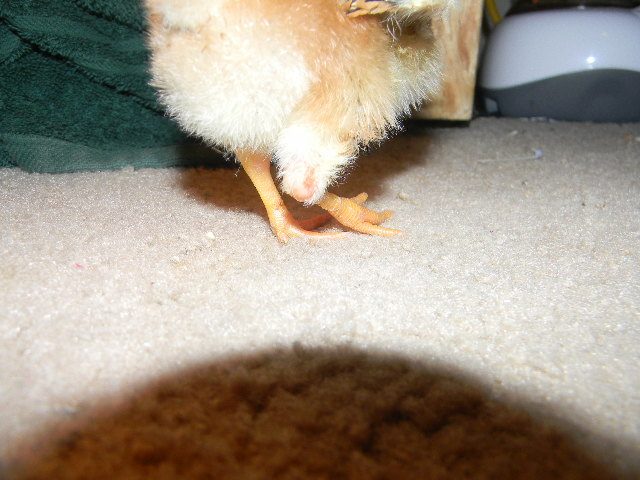600x450px-LL-1ada68c2_splayedleg004.jpeg
