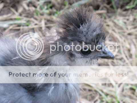 shortyface-IMG_0258.jpg