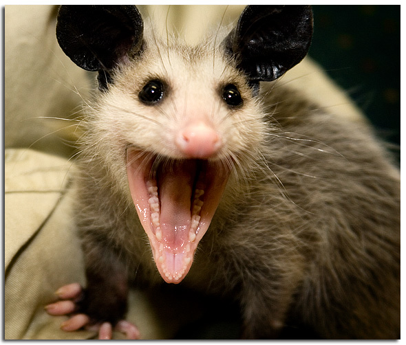 baby-possum.jpg