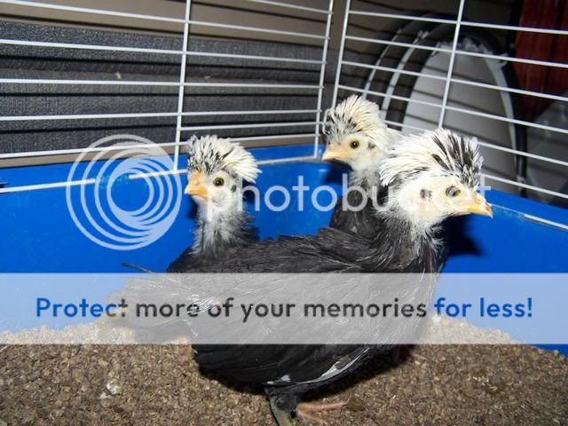 2008Chicks2008.jpg