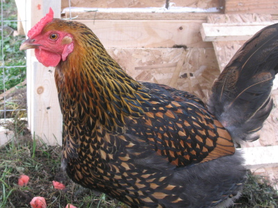 20080504_original.jpg
