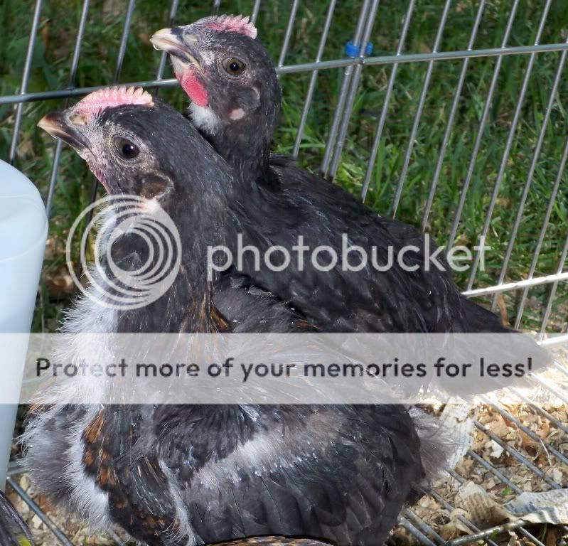 2BlkRoos.jpg
