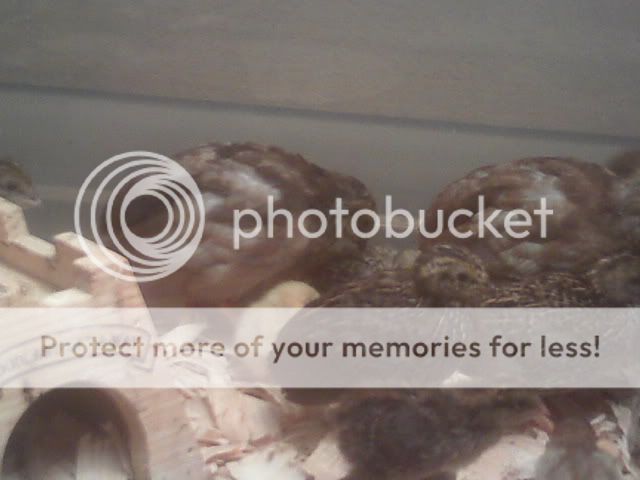 Picture058.jpg