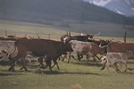 An Easy Way to Make Cattle Rub