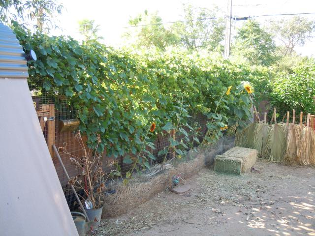 900x900px-LL-dde10ca8_5774741.jpeg