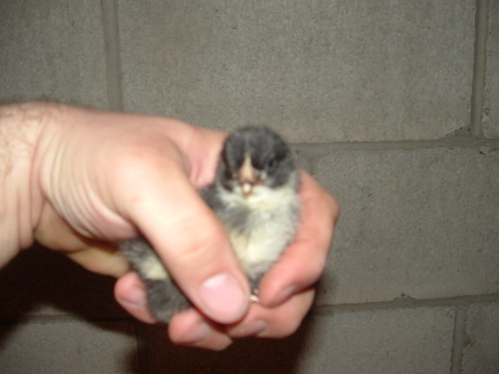 chickies003.jpg