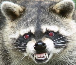raccoon.jpg