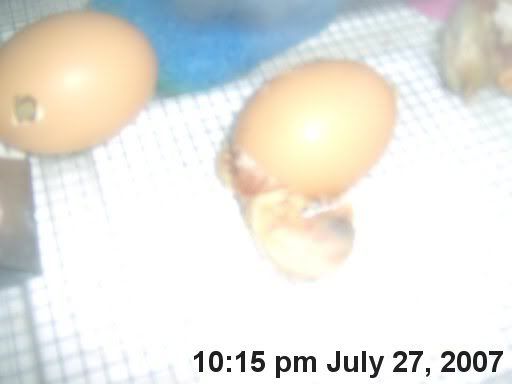 hatchingchicks0241.jpg