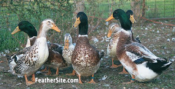 AppleyardFlock.JPEG