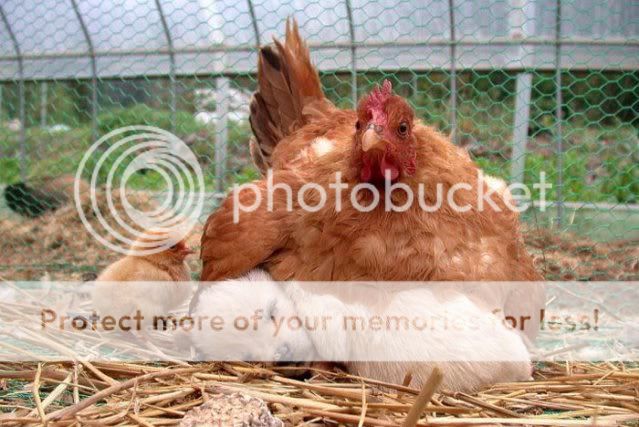 broodyhen.jpg