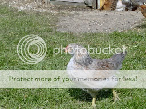chicks6weeks032.jpg