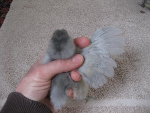 amlavfeathers1.jpg