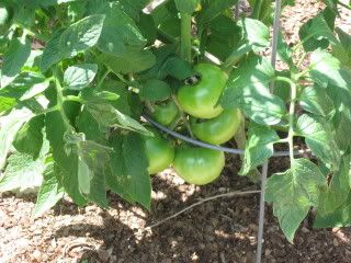 IMG_0566.jpg