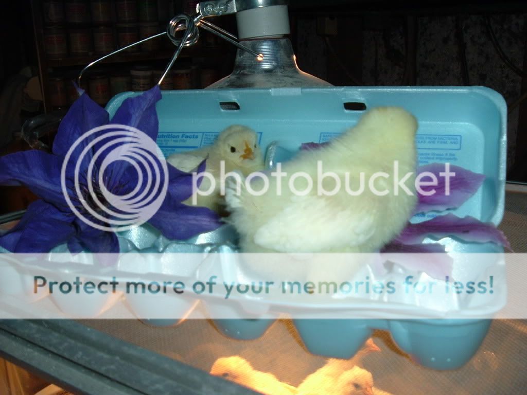 mychickens407.jpg