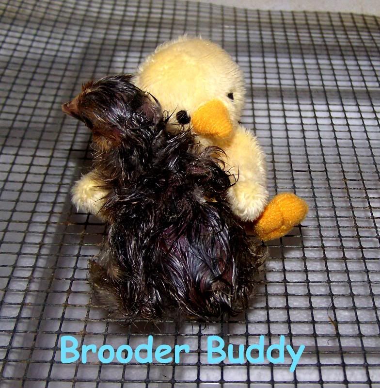 brooderbuddy41.jpg