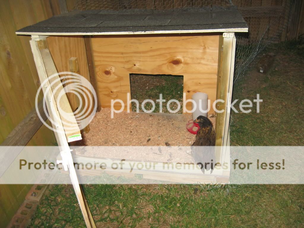 chickens022.jpg
