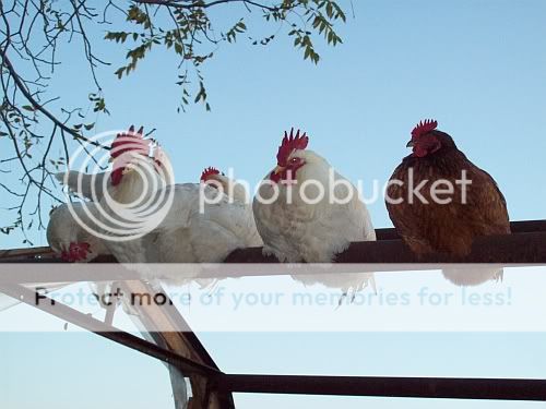 ladygregroosting.jpg