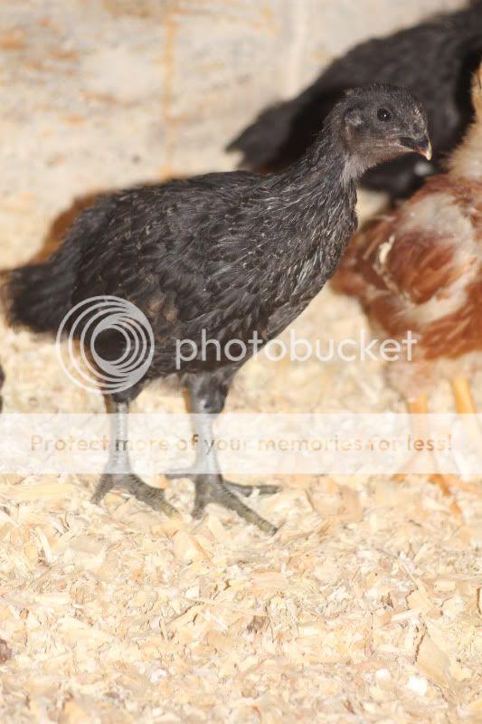 TSCChicks002.jpg