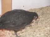 blackchick1.jpg