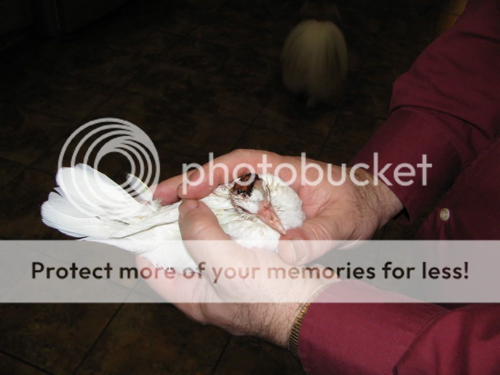 059-Copy.jpg