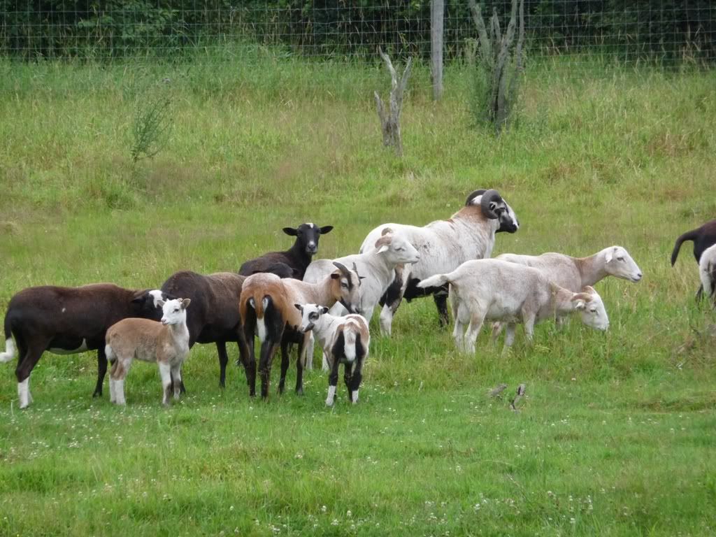 asheep1.jpg