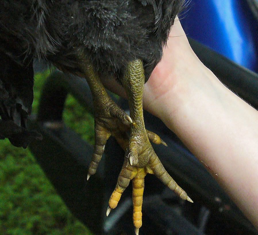 P1010200C.jpg
