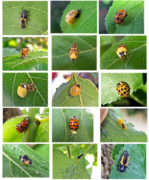 Ladybug-Larvae-to-Adult.jpg
