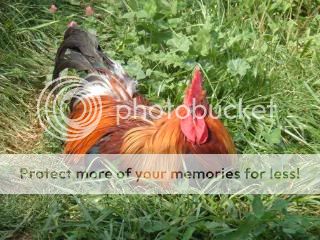 92009kittens-tudy-chickens125.jpg