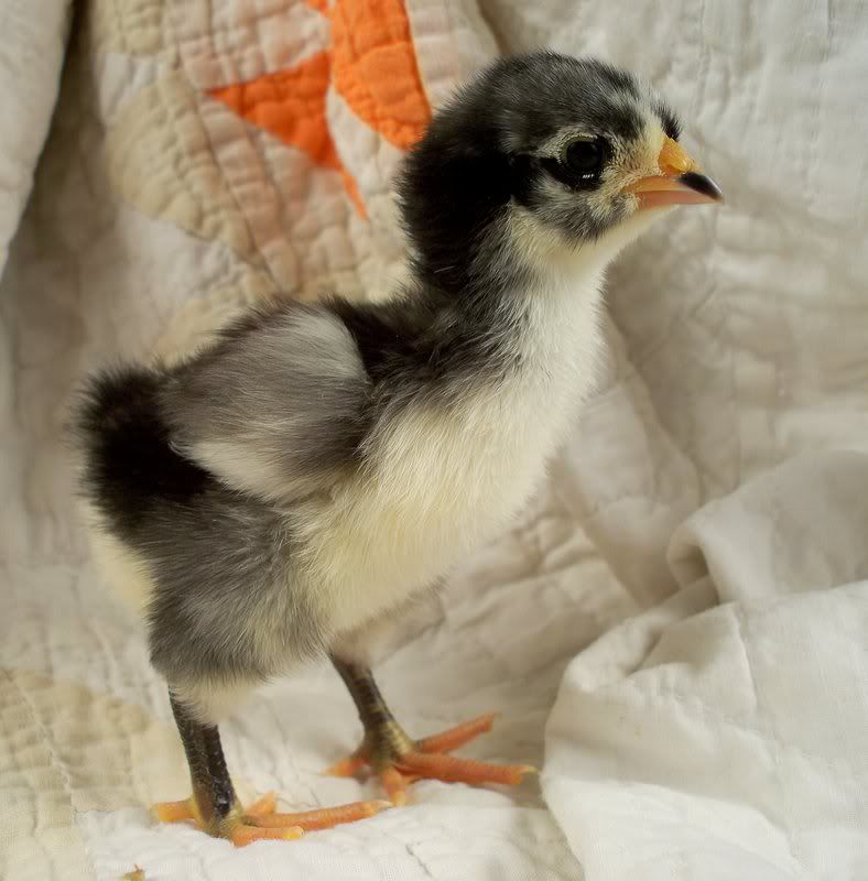 chick06side.jpg