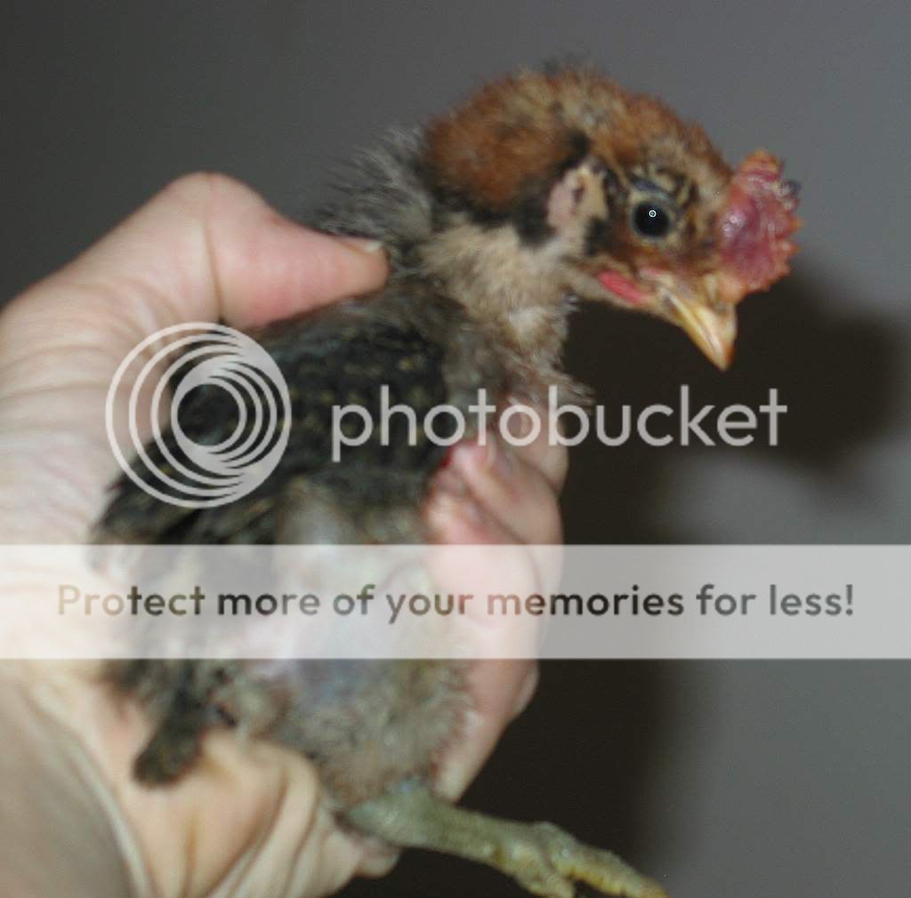 chicks011-1-1.jpg