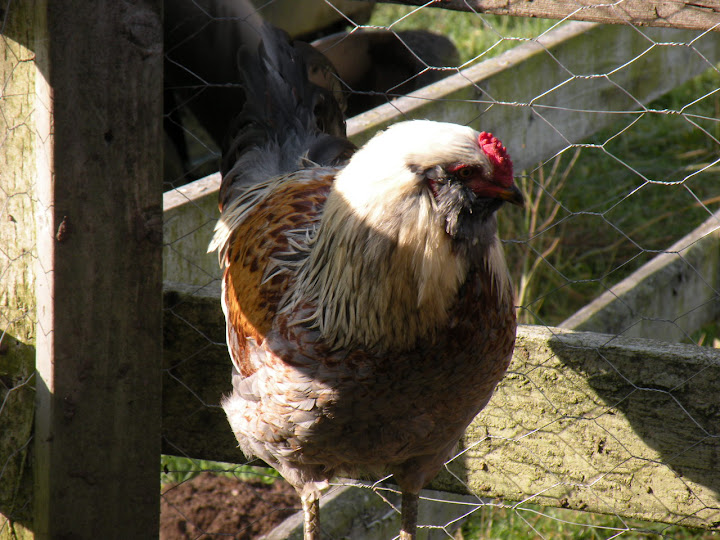 DSCN1212.jpg