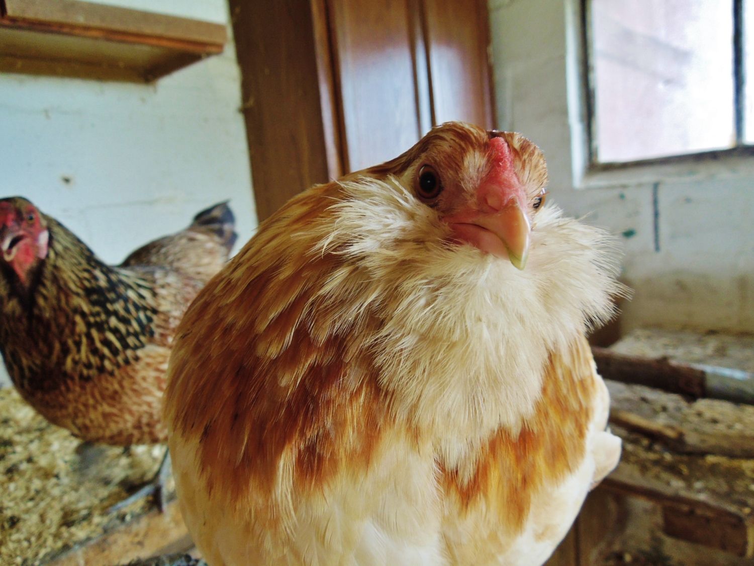 bantam ameraucana BackYard Chickens