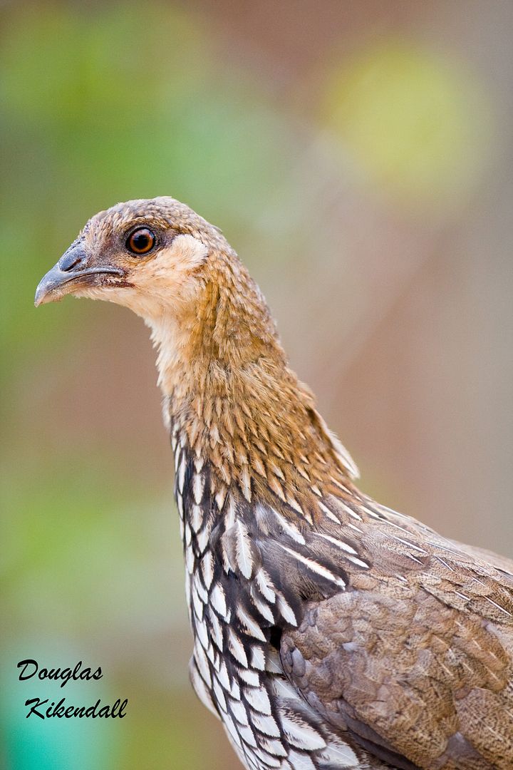 junglehen_edited-1.jpg