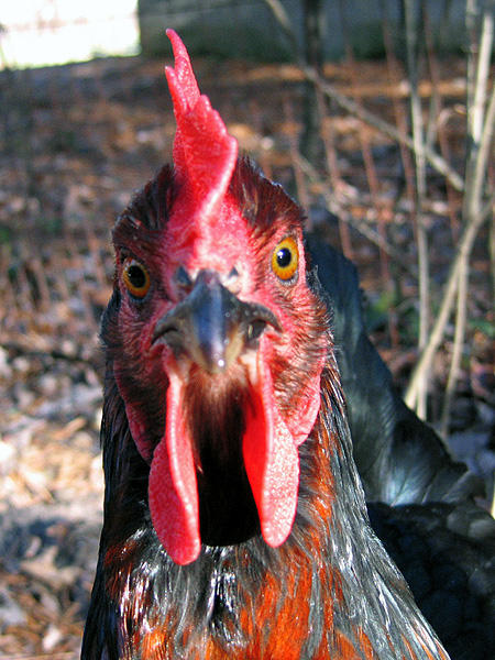 Camera_Hog____er__Hen_by_RandomWiktor.jpg