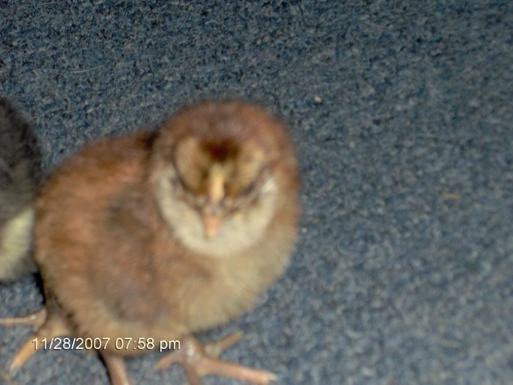 babychicks004.jpg