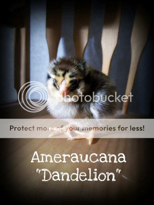 Dandelion.jpg