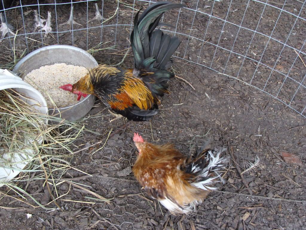 ChickPicks2277.jpg