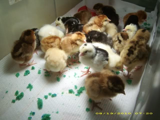 Chicks013.jpg