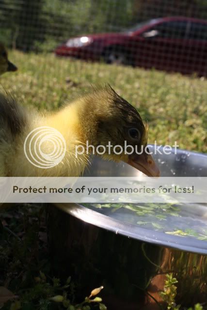 geese3007.jpg