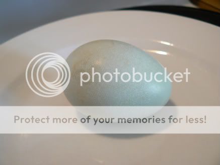 Firstblueegg9.jpg