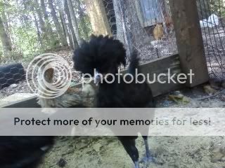 bogieandphylis.jpg