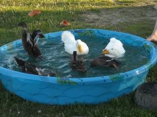 ducks09001.jpg