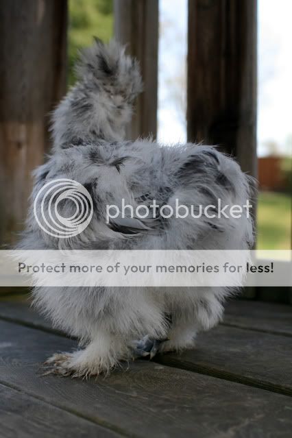 silkies0011.jpg