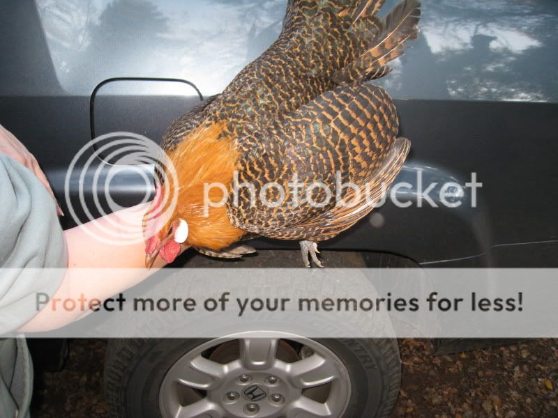 cockerel1b.jpg
