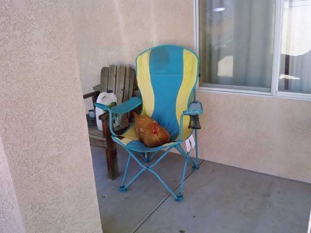 chairhen.jpg