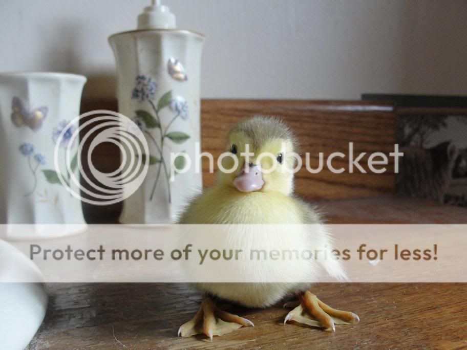 Lighterduckling.jpg